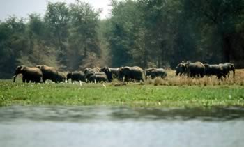 Chobe National Park