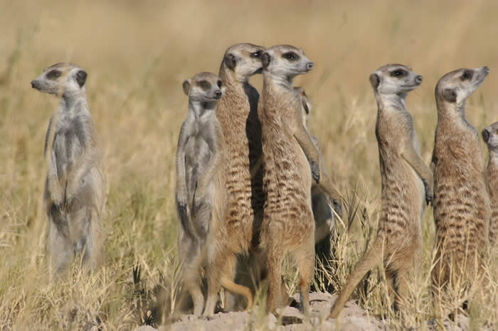 Kalahari Desert