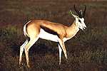 thompsons Gazelle