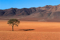Namibian quiver tree