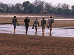 South Luangwa National Park walking safari