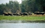 Chobe National Park