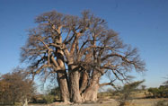 Kalahari Desert