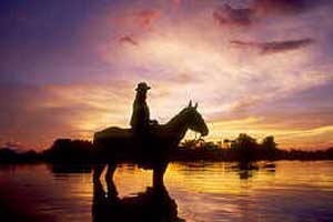 Horse At Sunset