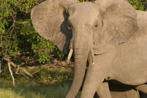 African Elephant