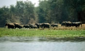 Chobe national park botswana destinations main01