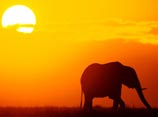 enjoy great sunsets at the chobe national park