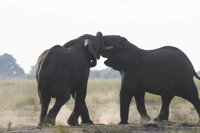 Elephants fighting in the Chobe National Park
