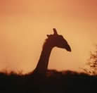 Moremi Game Reserve Giraffe