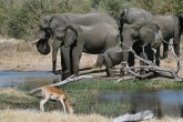 Elephant Trail