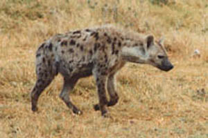 Hyena Running