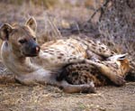 Hyena Laying