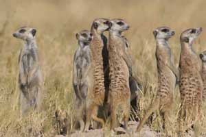 Meerkats in the Makgadikgadi National Park