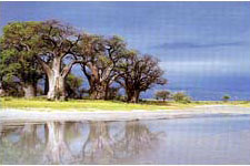 Baines Baobabs in the Kalahari Desert