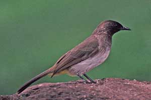 Kalahari desert destination birds1