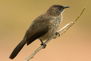 Kalahari desert destination birds2