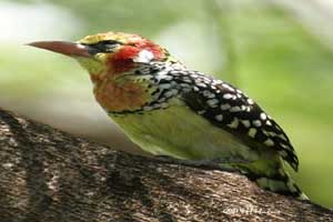 Kalahari desert destination birds3