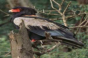 Kalahari desert destination birds4