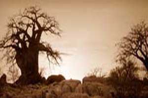 Baobabs at sunset in the Kalahari Desert