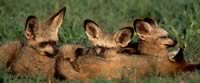 Fox Puppies in the Kalahari Desert