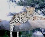 Leopard In The Bush
