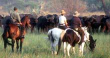 On Horseback Observing Cattle