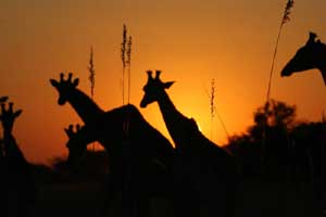 Giraffes in the Moremi Game Reserve