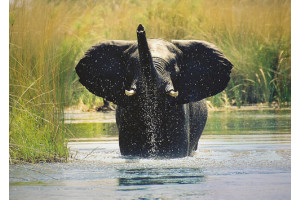 African Elephant
