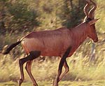 Hartebeest Running