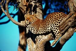 Chobe leopard