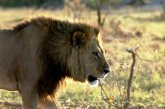 Lion Trail