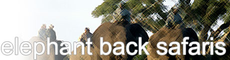 Island Safari Rotating Images