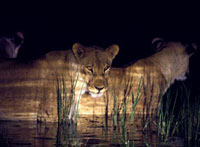 Lionnightswimlogoon083