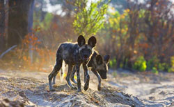 Wild dogs 110 copy